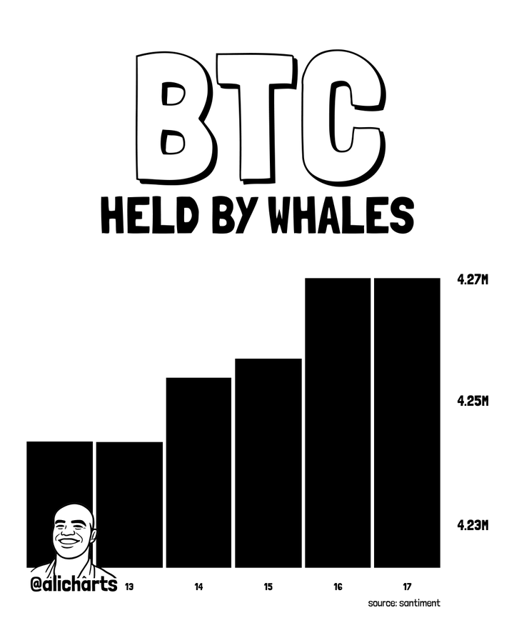 Gráfico de transações de baleias de Bitcoin