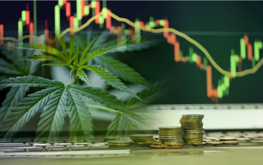 Cannabis stocks spike on U.S. legalization, strong forecasts