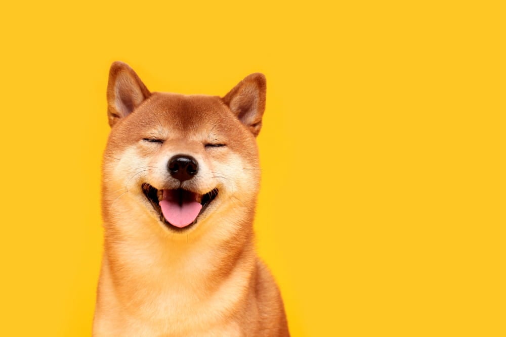 Breeders see surging demand for Shiba Inu dogs amid SHIB, DOGE hype