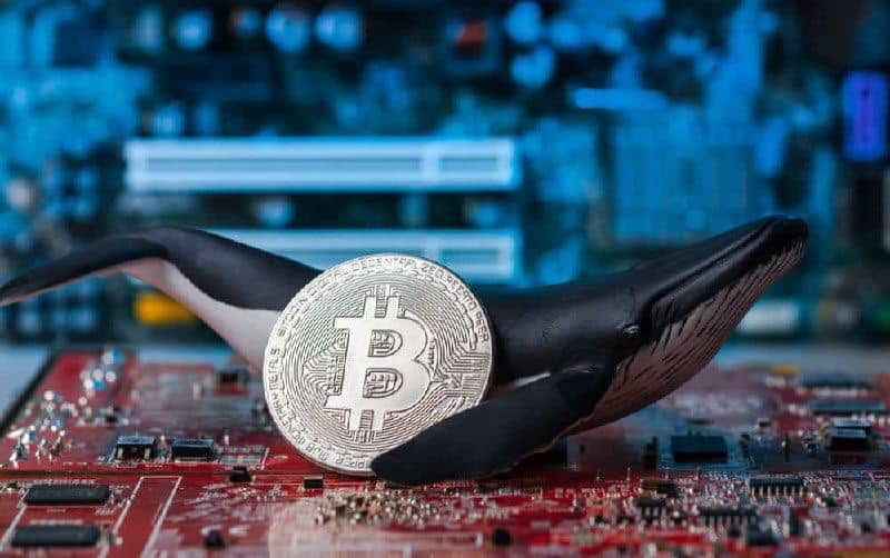 Crypto whales are ‘massively’ stockpiling Bitcoin; Here's why it's important