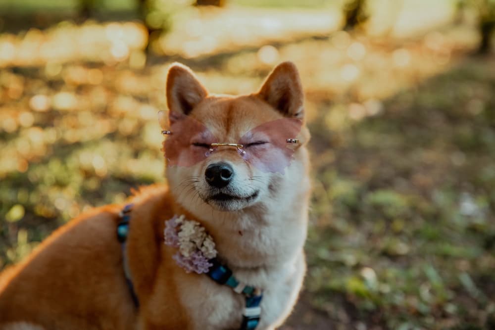 Dogecoin creator issues stark warning on crypto investing; Here's what he said