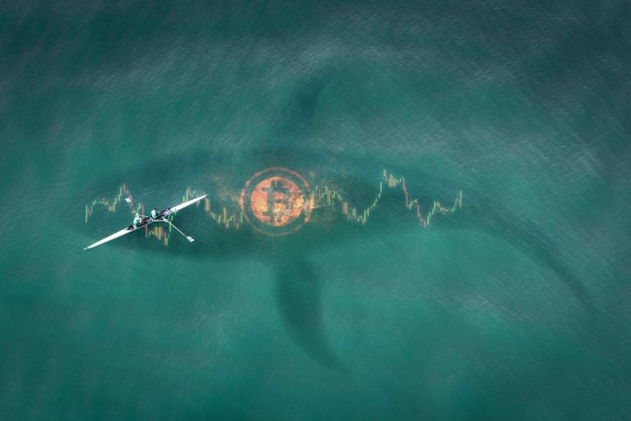 Riding the waves: Bitcoin whales navigate volatility with strategic accumulation