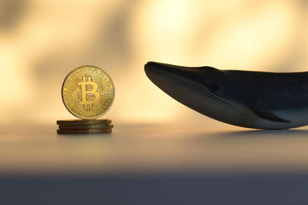Bitcoin whales make a splash with $2.5 billion BTC stash in one month