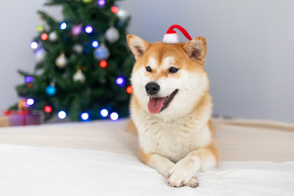Machine learning algorithm predicts DOGE price for Xmas
