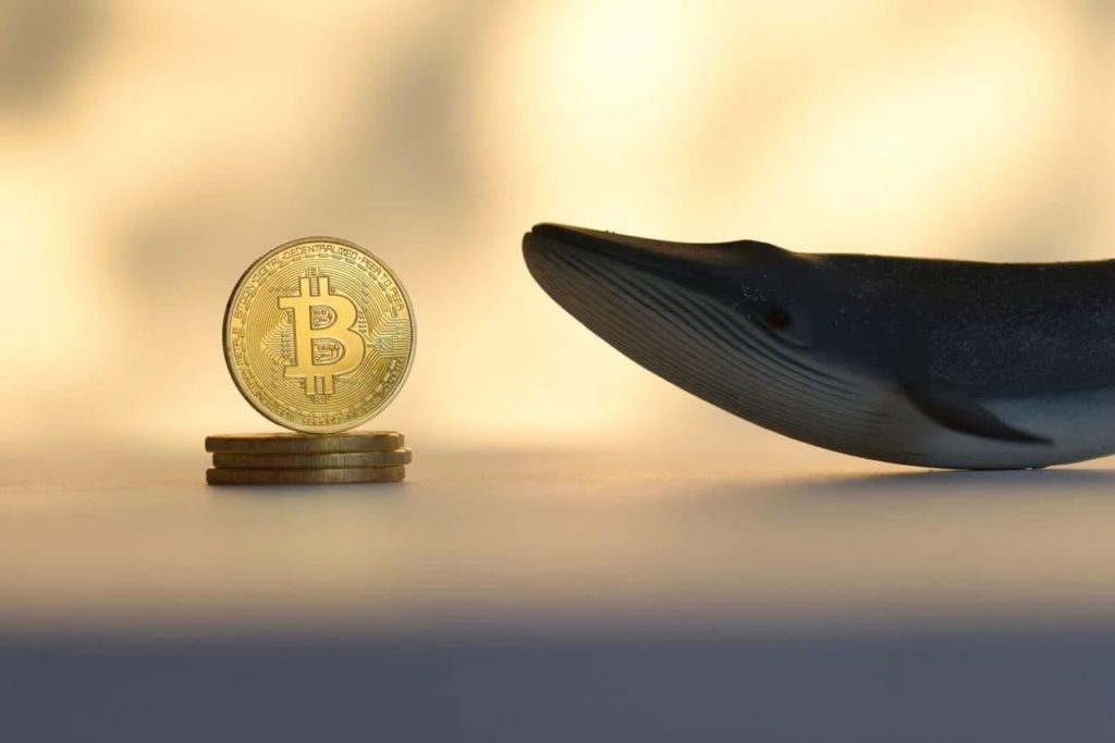 Bitcoin whale transactions over $100k spike to 2-year high
