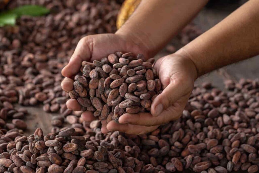 Cocoa end of 2024 price prediction