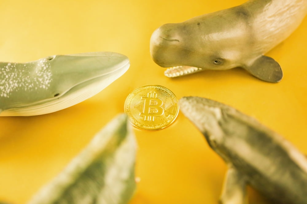 Anonymous whale opens $425M bet on Bitcoin thumbnail