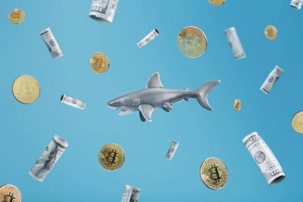 Bitcoin sharks are on a buying spree: Here’s what you need to know thumbnail