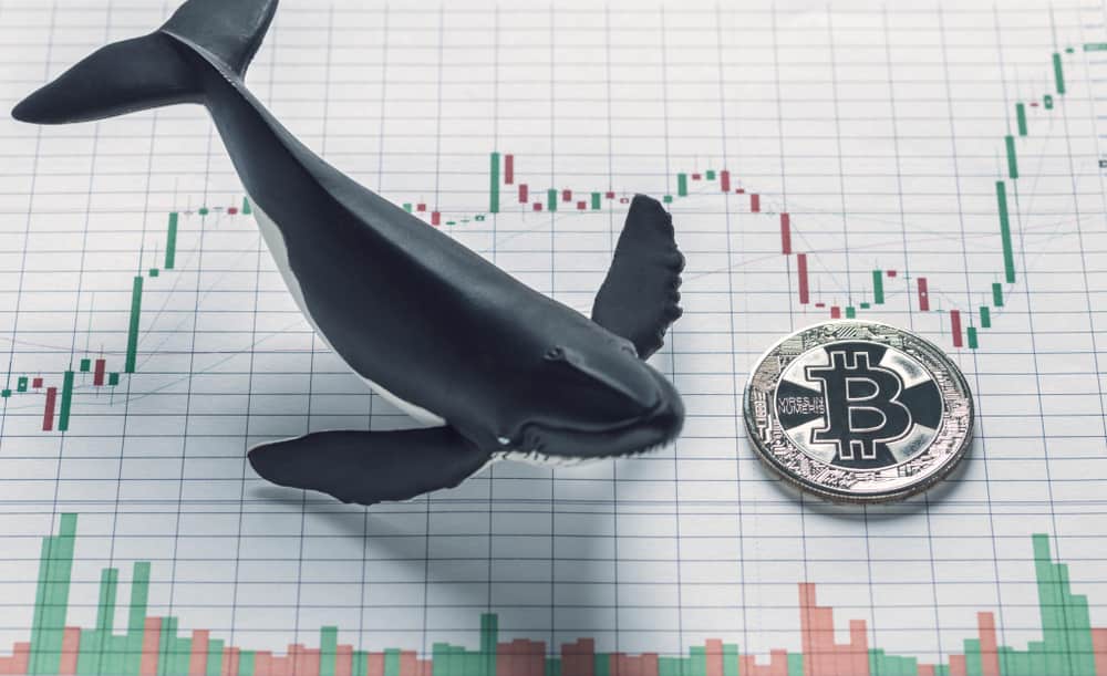 Bitcoin price prediction as whales acquire 10,000 BTC thumbnail